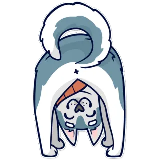 🙃 gato, animal, humor, tonto, pegatina telegram sticker