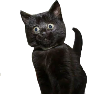 🙊 кот, черный кот, домашнее животное, животное, мем, смешно, испуганный whatsapp sticker