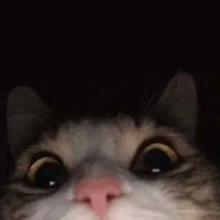 🙃 gatto, animale, animale domestico, primo piano, divertente, carino, occhi telegram sticker