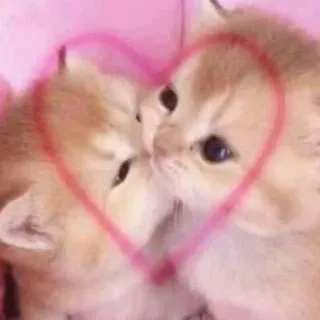 💋 Katzen, Kätzchen, Tiere, Liebe, Herz, Süß, Zuneigung, Haustier whatsapp sticker