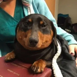 😏 cachorro, animal, animal de estimação, dachshund, fofo, engraçado telegram sticker