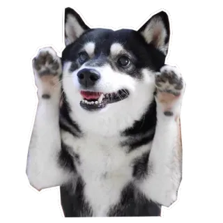 👐 собака, сиба ину, животное, милый, стикер telegram sticker
