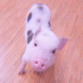 🐽 piglet, pig, cute, animal, domestic animal telegram sticker