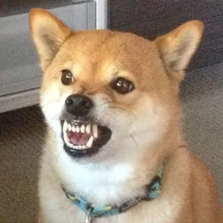 😠 Hund, Shiba Inu, wütend, knurrend, Meme, Tier, Haustier telegram sticker