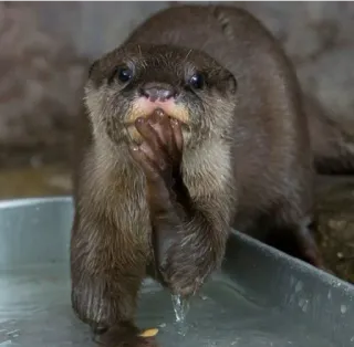 🤔 lontra, animal, mamífero, água, fofo, vida selvagem telegram sticker
