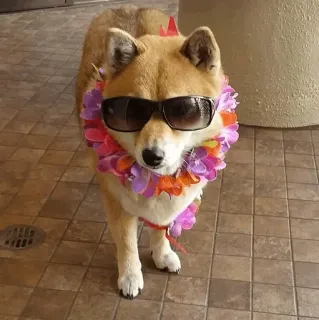😎 Shiba Inu, chien, lunettes de soleil, lei, animal de compagnie, animal, mignon telegram sticker