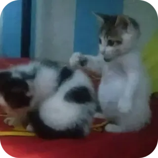 🐱 猫, 小猫, 动物, 可爱, 宠物, 猫科动物 telegram sticker