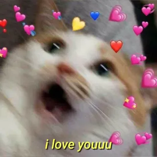 💛 i love youuu gato, amor, corações, fofo, carinho, animal, meme telegram sticker
