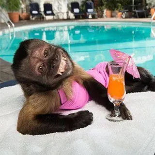 🍹 singe, bikini, cocktail, piscine, plage, animal, drôle telegram sticker
