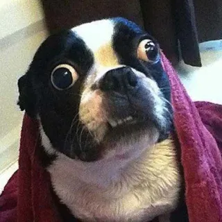 🐶 cachorro, toalha, engraçado, animal de estimação, animal, boston terrier telegram sticker