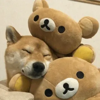 🐾 Hund, Shiba Inu, süß, Stofftiere, Rilakkuma, schlafend whatsapp sticker