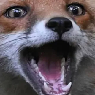 😲 raposa, animal, mamífero, vida selvagem, natureza telegram sticker