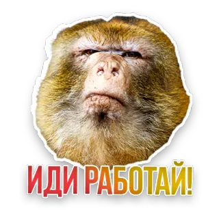 🐒 ИДИ РАБОТАЙ! monkey, animal, funny, work, go to work, meme telegram sticker
