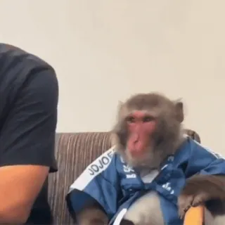 🐵 JOJO monkey, animal, funny, cute, jojo whatsapp sticker