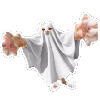🫥 kot, duch, śmieszne, straszny, naklejka, zwierzę, halloween telegram sticker
