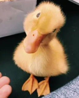 🌟 pato, patito, amarillo, animal, lindo, pájaro, ave telegram sticker