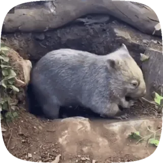 🕺 wombat, animal, mammal, wildlife, marsupial whatsapp sticker