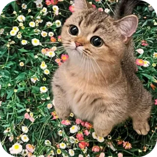 👍 gatto, carino, gattino, fiori, animale domestico telegram sticker