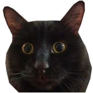 😳 gato, gato preto, animal de estimação, animal whatsapp sticker