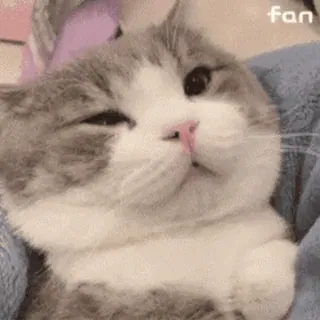 😸 fan kat, schattig, dier, huisdier, huisdier, zoogdier telegram sticker