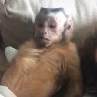 🙈 monkey, animal, mammal, primate telegram sticker