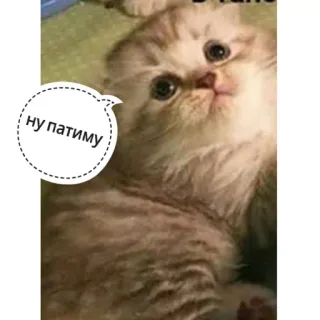 😧 ну патиму gatto, gattino, carino, meme, russo, animale whatsapp sticker