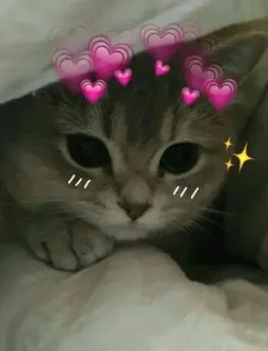 🤔 chat, chaton, mignon, animal, coeurs, animal de compagnie, félin, kawaii telegram sticker