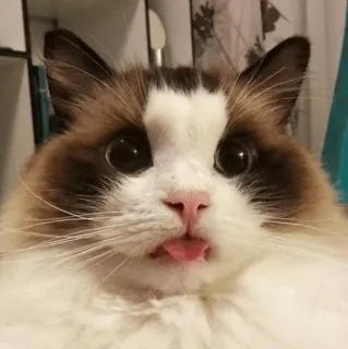😝 gato, animal, animal de estimação, ragdoll, fofo, engraçado, língua whatsapp sticker