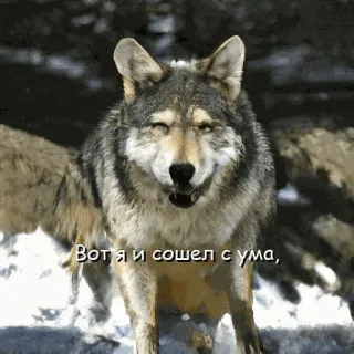 🤪 Вот я и сошел с ума, หมาป่า, หิมะ, สัตว์, ธรรมชาติ, ฤดูหนาว telegram sticker