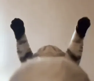 🥳 gato, patas, animal, engraçado, meme telegram sticker