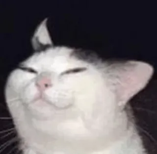 🐱 chat, drôle, mème, animal, animal de compagnie, mignon, expression telegram sticker