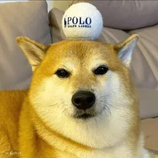 ❤️ POLO
RALPH LAUREN dog, Shiba Inu, polo, tennis ball, Ralph Lauren, pet, animal telegram sticker