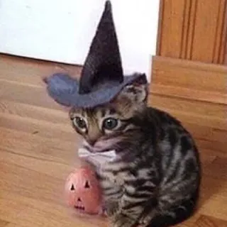 🎃 kot, kociak, halloween, wiedźma, kapelusz, kostium telegram sticker