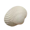 🐚