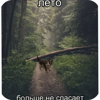 😞 лето больше не спасает cat, summer, forest, nature, russian, kitten whatsapp sticker