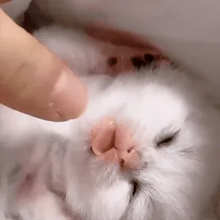 😊 햄스터, 귀여운, 동물, 애완동물, 흰색 telegram sticker