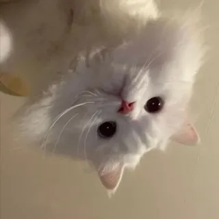 🐾 고양이, 하얀색, 보송보송, 동물, 애완동물 telegram sticker