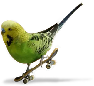 ⚠ bird, parakeet, budgie, skateboard, animal, pet, cute telegram sticker