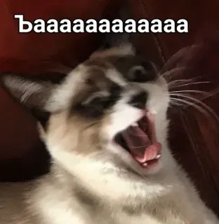 😫 baaaaaaaaaaaaa แมว, หาว, สัตว์, สัตว์เลี้ยง, น่ารัก whatsapp sticker