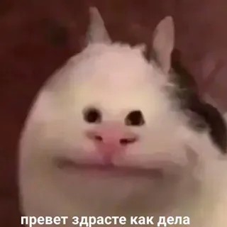 🐶 превет здрасте как дела gato, meme, russo, saudação, engraçado, animal, baleia-branca telegram sticker