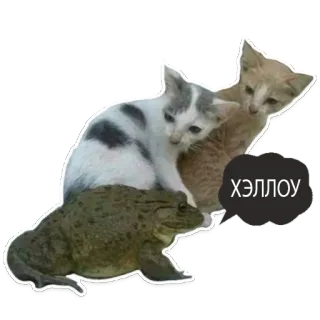 baba shura whatsapp stickers