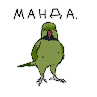 😐 МАНДА Papagei, Vogel, Aufkleber, Grün, Anstößig whatsapp sticker