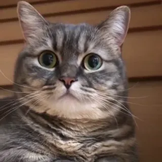🧐 gato, atigrado gris, mascota, animal, mamífero whatsapp sticker