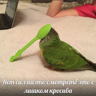 ☺️ Нет сил назто смотрето это с лишком красива vogel, lepel, grappig, groen, papegaai telegram sticker