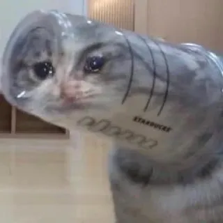 cat - @RxyMX whatsapp stickers