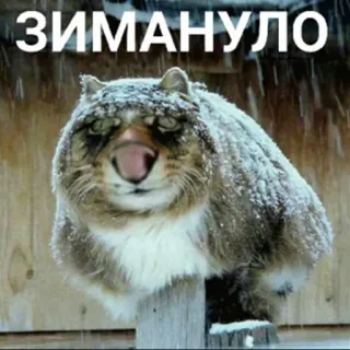 🥶 ЗИМАНУЛО 고양이, 눈, 동물, 겨울, 웃긴, 밈 telegram sticker