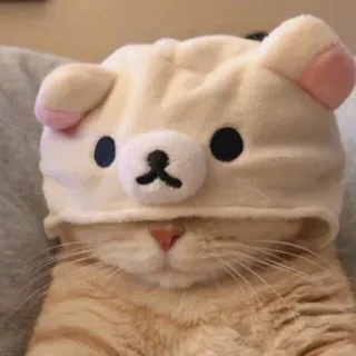 🙄 gatto, animale, animale domestico, cappello, carino, cappello da orso telegram sticker
