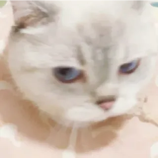 😁 Katze, Haustier, Tier, blaue Augen, süß telegram sticker