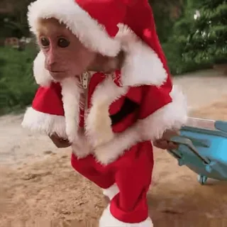 🎅 monkey, santa, christmas, cute, animal, festive, holiday telegram sticker