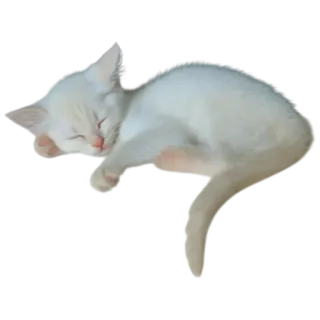 🐱 gatto, gattino, bianco, dormire, carino, animale, animale domestico telegram sticker